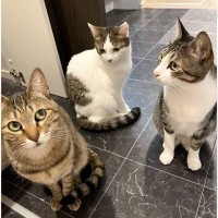 いま流行りの『AIで猫を擬人化するやつ』してみたら、１匹だけ……『まさかの姿』に21万いいね「可哀想で泣いた」「めちゃくちゃ笑った」