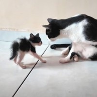 先住猫が『威嚇する子猫』にとった行動が…予想外の『神対応』に感動する人続出「温かい気持ちになった」「なんか泣けてきた」の声