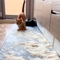 お米の袋をしまい忘れた結果、猫が…絶叫必至の『とんでもない光景』が244万再生「開いた口が塞がらなかった」「思わず叫んだｗ」