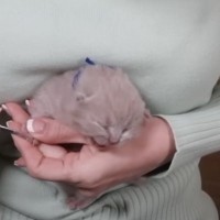 生まれたての赤ちゃん猫たちが『70日後』になると…成長の軌跡と『劇的なビフォーアフター』が228万再生「信じられない」「素敵」＜海外＞