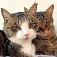 交通事故と病気で生死をさまよった猫２匹を保護した結果…『支え合って幸せをつかんだ姿』に感動と祝福の声「お幸せに」「２匹の関係に涙」