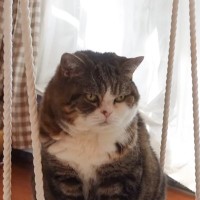 『ブランコに乗っている猫』→遊んでいるのかなと思ったら…まさかの『お手伝いしている姿』に「確かに邪魔にならないｗ」「助かるね」の声