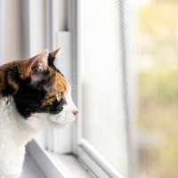 猫が『外ばかり見ている』のは外に出たいから？猫が窓の外をニャルソックするときの気持ち5選