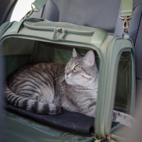 帰省や旅行…猫と『どこかへ泊まりに行く』ときに注意すべき9つのこと　できれば避けるべき？