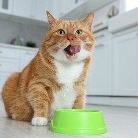 そのご飯の量、適正？愛猫が『食べすぎている』サイン3選　正しい食事量の調べ方も