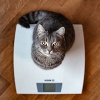 「猫の肥満は恐ろしい糖尿病の第一歩」英国の動物保護団体が注意喚起　コロナ禍以降、増加傾向