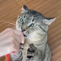 『ごはんくださーい』とやって来たデカ猫を保護した結果…あまりにも『キャラが濃すぎる姿』がたまらないと反響「魅惑のボディ」「たまらんw」