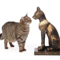 「うちの猫は、もしかしたら古代エジプト貴族猫の末裔？」DNA分析で関連が明らかに　米国