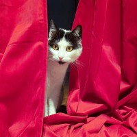 英国史上もっとも有名な「劇場猫」舞台に乱入、セットを破壊…破天荒な猫生を全うし、伝説へ