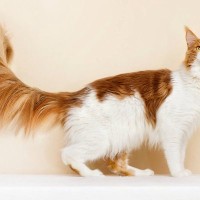 超ロング！『長さ47センチのしっぽ』を持つ猫、ギネス世界記録で「最長」認定　米国