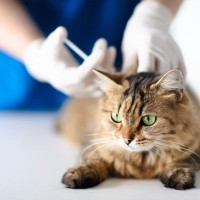 猫の糖尿病とは？原因や治療法をわかりやすく解説【獣医師執筆】