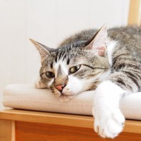 猫の尿石症（尿路結石症）について｜種類と原因、注意すべき症状や予防法まで獣医が解説