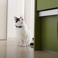 春の休日にお出かけの準備をしていたら、察した猫たちが…『ソワソワしちゃう様子』が可愛すぎると３万再生「幸せいっぱいで羨ましい」「癒された」