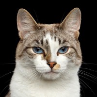 猫の『顔つき』は生活環境で変わる！猫の見た目に影響を与える要因4選