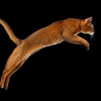 猫の脅威の『ジャンプ力』にまつわる5つのトリビア！必ず足で着地できるって本当？最大どのくらい飛べる？