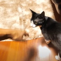 パパがマッサージの手つきを見せると自分からやって来る猫→『動かし方を変えた』次の瞬間…驚きの反応に爆笑「禁断のハンドアクションｗ」