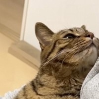 パパの膝の上にいる猫→『うにゃうにゃ』と文句を言いながらも…まさかの姿が287万再生「まさしくツンデレｗ」「何度も見てしまった」