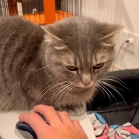 パパがPCで作業しようとしたら、そばで見ていた愛猫が何度も…『まさかの理不尽な行動』に「構ってちゃんなのかなｗ」「ツンデレ反抗期」