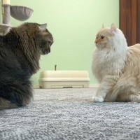 うっかり『母猫の逆鱗』に触れてしまった娘猫→救世主が現れて……家族の行動が癒されると11万再生「素敵な家族」「素晴らしい熱戦」