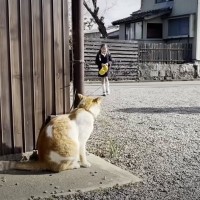 学校から帰ってきた小学生の女の子に、猫が…『想像以上のお出迎え』に感動が止まらないと38万再生「幸せが詰まってる」「驚くほど癒された」