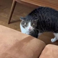 久しぶりに『実家に帰った』結果→猫が警戒して…まさかの『鳴き声』が衝撃的すぎると670万再生「猫の声なのか…」「イケボすぎだろ」