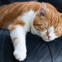 猫の腎臓病とは？症状や治療法をわかりやすく解説【獣医師執筆】