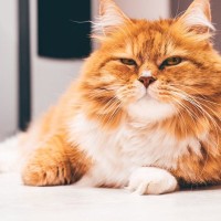 愛猫からの『信頼を失ってしまう』飼い主のダメな行動・態度5選　もう一度信じてもらうことはできる？