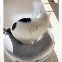 『サイズを理解していない？』クッションの凹みに体が収まらない猫→『笑撃のブチギレ姿』が178万表示「最高に愛おしいｗ」「たまらん」