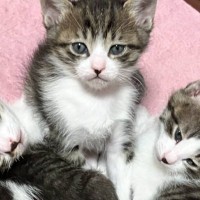 こんなにも小さかった3匹の子猫→少し時間が経つと…『劇的なビフォーアフター』に反響続々！「可愛さもさらに増した」「すくすく育ってるね」