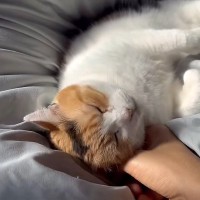 朝の布団の上でリラックスする猫→飼い主が手を伸ばすと…『尊すぎる光景』に羨ましがる人続出「きっと前世ですごい徳積んだんだね」「天使がいる」