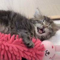 子猫が寝言いいながら起きたと思ったら、次の瞬間…思わず頰が緩む『まさかの光景』が123万再生「可愛すぎて涙出てきた」「添い寝したい」