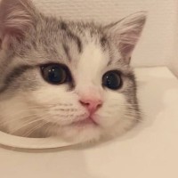 猫が『昔通れた小さな穴』に挑戦した結果…まさかの『可愛すぎる瞬間』が299万表示「撫で撫でしたい」「穴が小さくなったニャ」