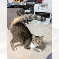 フォルダにまったく同じ猫の写真があると思ったら…まさかの"事実"に驚きが隠せないと74万表示「間違い探しかなｗ」「まったく同じだｗ」