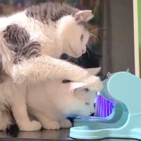 回すとおやつが出てくる猫のおもちゃ→1匹が出した瞬間に、下にいた猫が…まさかの光景に「まじかって顔ｗ」「ダメだ面白すぎるｗ」と21万表示