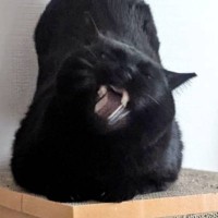 『腰トントンしろ〜！』と要求する猫→『驚きのポーズ』に3万5000いいね「オタマトーンみたい」「ギターケースすぎる」とSNSで話題に