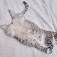 愛猫の『お腹が膨らんできた』と思ったら疑うべき6つの原因　太っているのとどう違う？