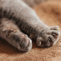 猫も『むくむ』ことがある？むくみが見られる体の部位や疑うべき3つの病気を解説