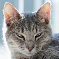 猫があまり『まばたき』をしないのはなぜ？考えられる2つの理由　逆に多いのはよくない？