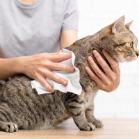 愛猫のケアに役立つ『シャンプータオル』常備しておくと助かる4つのシーン