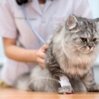 通院だけじゃない！猫の『受診スタイル』4選　困ったときの選択肢として知っていると便利かも