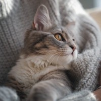 猫を迎えたなら必ず守るべき『終生飼養』の約束　愛猫を生涯大切にするための心得7選