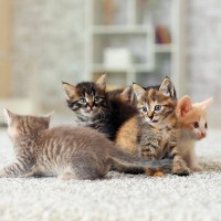 猫という生き物を知るための『5つの豆知識』猫の学術名、知っていますか？
