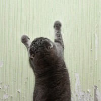 猫の爪とぎに強いのは？猫との暮らしに最適な『壁』の特徴3選　キレイをキープするアイデアも