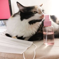 猫の飼い主さんが注意すべき『手・顔・髪につけるもの』4選　舐めたら危険なものも