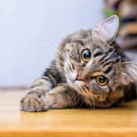愛猫が『認知症』かどうか迷ったら確認すべき3つのチェックポイント　進行を緩めるためのアドバイスも