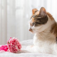 母の日の『カーネーション』猫には危険！持ち込み厳禁な理由と起こり得るトラブル