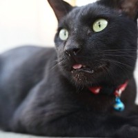 愛猫が口から『よだれを垂らしている』のは危険？考えられる原因4選