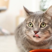猫の『賢さ』はどれくらい？猫の知能レベルに関する豆知識4選