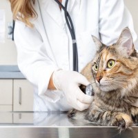 猫には危険度の高い『伝染性腹膜炎（FIP）』症状や予防法、近年広まりつつある治療法について解説