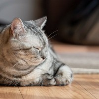 愛猫が『シニア期』を迎えたら…変えるべきこと・変えないほうがいいこと